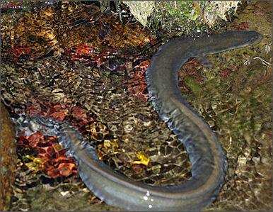 20120521-eel Anguilla_anguilla_01_by-dpc.jpg